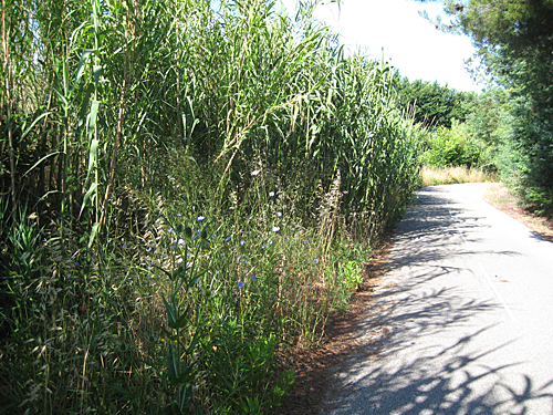 Bike path near Hyères